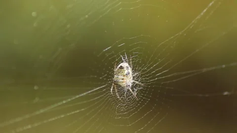 4K Macro of Garden Spider on Web Swaying in Breeze Against Soft Green Background Stock Footage 309449581