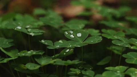 4k Macro - Good Luck Charm Cloverleaf Stock Footage 160997454