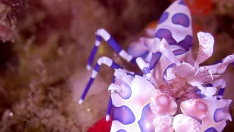 4K Macro: Harlequin shrimp feeding on a starfish in Lembeh Strait, Indonesia" Stock Footage 337645237