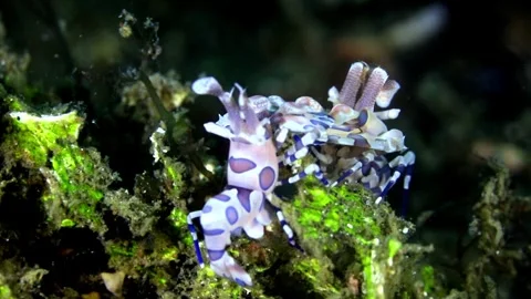 4K Macro: Harlequin shrimp feeding on a starfish in Lembeh Strait, Indonesia" Stock Footage 337645641
