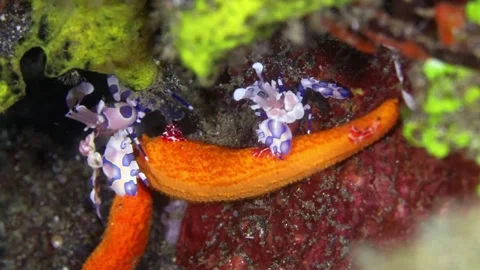 4K Macro: Harlequin shrimp feeding on a starfish in Lembeh Strait, Indonesia" Stock Footage 337645663