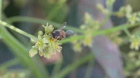 4K Macro Honey Bee Foraging for Nectar on Hass Avocado Flowers in Ica Peru 動画素材 348118617