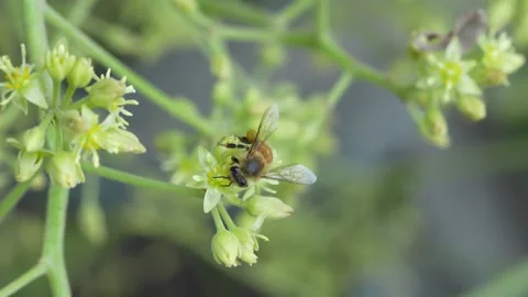 4K Macro Honey Bee Foraging Across Hass Avocado Blossoms in Ica Peru 動画素材 348217031