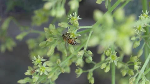 4K macro honey bee pollinating Hass avocado blossoms in Ica Peru 動画素材 348118636