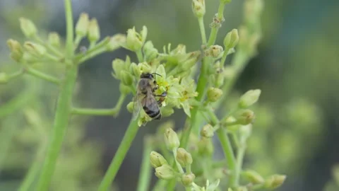 4K macro honey bee visiting Hass avocado blossoms during active pollination in a 스톡 동영상 348149807