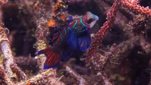 4K Macro: Mandarin fish resting on coral reef, Lembeh Strait, Indonesia Stock Footage 337645492