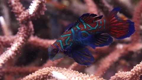 4K Macro: Mandarin fish resting on coral reef, Lembeh Strait, Indonesia Stock Footage 337645534