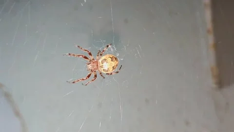​4K Macro of Orb Weaver Spider Sitting on Web Stock-Footage 338318962