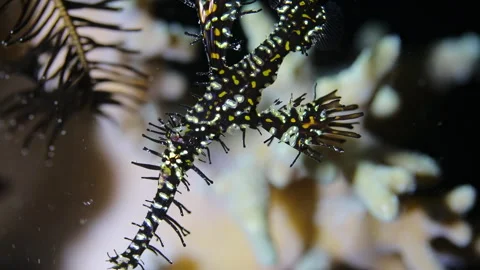 4K Macro Ornate Ghost Pipefish Camouflaged on Coral Reef Video stock 343015081
