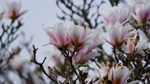 4K Macro Perspective View Of Blooming Magnolia Flower Italy 動画素材 332121905
