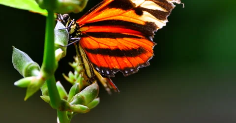 4K Macro Plain Tiger Butterfly on Flower, Danaus Chrysippus in Jungle Stock Footage 63616344