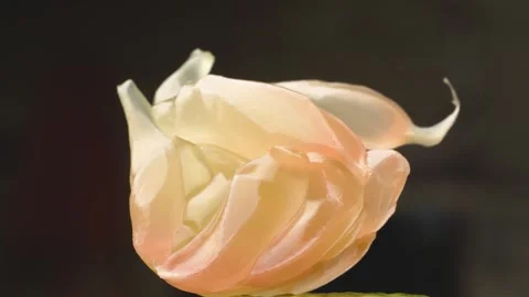 4K Macro of Pomelo Pulp Resembling a Delicate, Unfolding Flower. Stock Footage 316953277