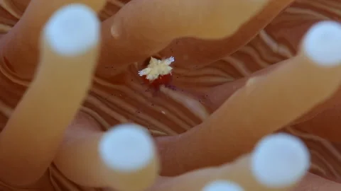 4K Macro Popcorn Shrimp in Anemone Tentacles Static Shot Stock Footage 334230845