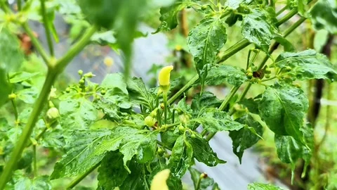 4K Macro: Prolific Chili Blossoms with Leaf Curl - Rain &amp; Birdsong ASMR Stock Footage 328057482