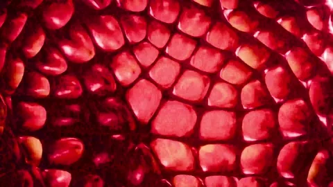 4K Macro Pulsating Organic Cells Red Crimson Abstract Texture Undulating Mo.. Stock Footage 333197696