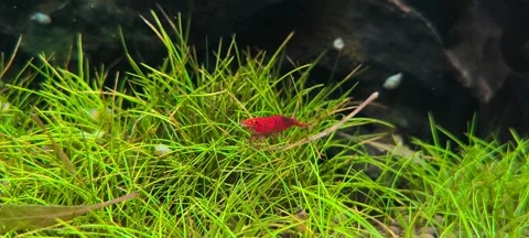 4K Macro of Red Cherry Shrimp Grazing in Freshwater Planted Aquarium Stock Footage 316486067