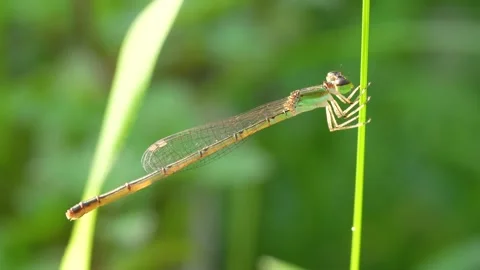4K Macro Shot of a Damselfly's Compound Eyes and Transparent Wings. Stock Footage 316904733