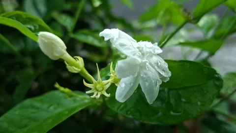 4K Macro Shot of Dewy Blooming Arabian Jasmine Flower with Bud Stock Footage 335558125
