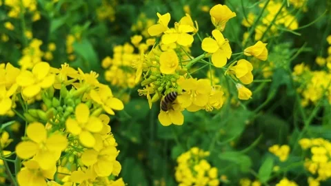 4K macro shot of a honey bee collecting pollen from a canola flower. Stock Footage 329922888