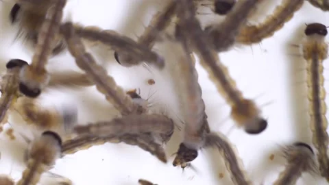 4K Macro shot of Mosquito Larvae Stock Footage 171908319