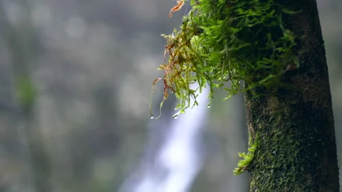 4K Macro shot of a water drop on musk, waterfall background Stock Footage 148265573