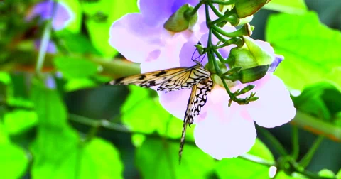 4K Macro Shot of White Nymph Butterfly on Blue Sky Clock Vine Stock Footage 63632854