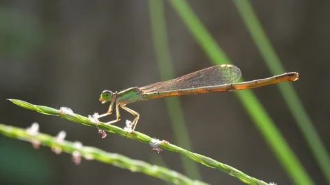 4K Macro Side Profile of a Damselfly Resting on a Grass Stem. Stock Footage 316904651