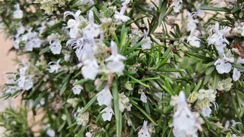 4K Macro Slow Motion Detail Of Flowering Rosemary Branch 스톡 동영상 331538562