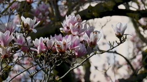 4K Macro Slow Motion Detail Of Magnolia Flower In Rome Stock-Footage 332121904