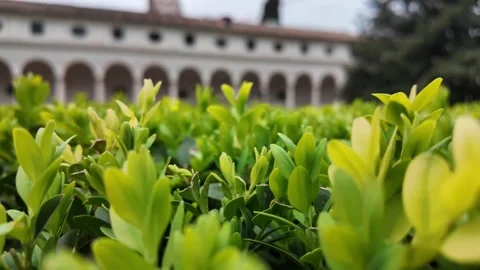 4K Macro Slow Motion Detail Of Glossy Boxwood Leaves In Breeze Stock-Footage 332873394