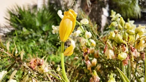 4K Macro Slow Motion View Of Yellow Magnolia Tree Flower 動画素材 331541309