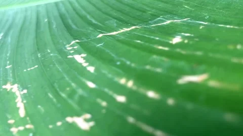 4K Macro: Swaying Banana Leaf Texture Stock Footage 334571473