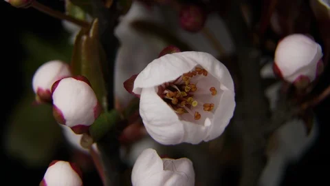 4K macro time lapse video of a beautiful cherry fruit tree flower growing on a Stock Footage 88240269