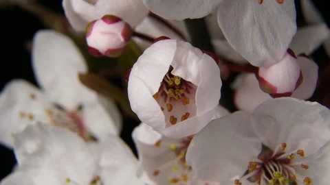 4K macro time lapse video of a beautiful cherry fruit tree flower growing on a Vídeos de archivo 88257124