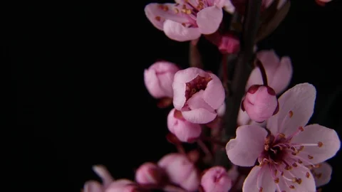 4K macro time lapse video of a beautiful cherry fruit tree flower growing on a Stock Footage 88325112