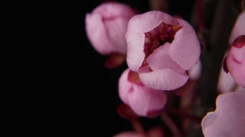 4K macro time lapse video of a beautiful cherry fruit tree flower growing on a Vídeos de archivo 88330579