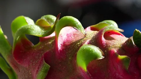 4K Macro: Vibrant Dragon Fruit on Cactus Stem with Glistening Morning Dew. Stock Footage 315388797