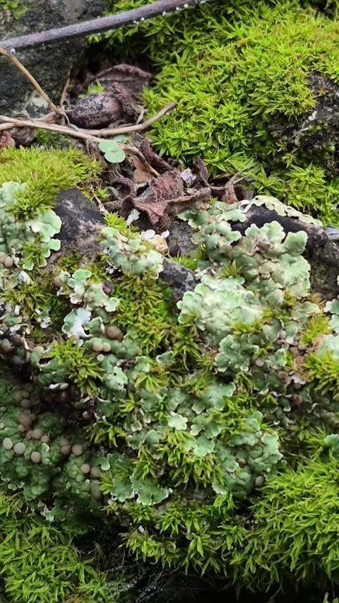4K Macro of Vibrant Green Lichen and Moss on Forest Stones in the Rain Stock Footage 332063115
