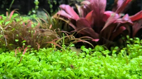 4K Macro video of Amano Shrimp Grazing in a Planted Freshwater Aquarium. Stock Footage 314460363