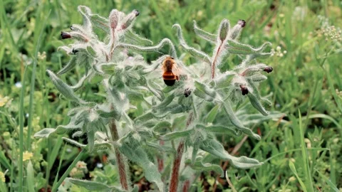 4K Macro Video of Bee Pollinating Fuzzy Wildflower in Meadow Stock Footage 308369206