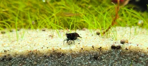 4K Macro Video of Choco Black Shrimp Grazing on Aquarium Sand Stock Footage 316486315