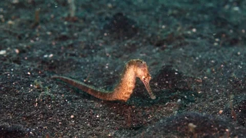 4K Macro Video Close Up Of Spiny Thorny Seahorse Head And Sharp Body Spines Stock Footage 340427972