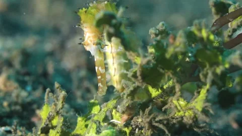 4K Macro Video Close Up Of Spiny Thorny Seahorse Head And Sharp Body Spines Stock Footage 340428004