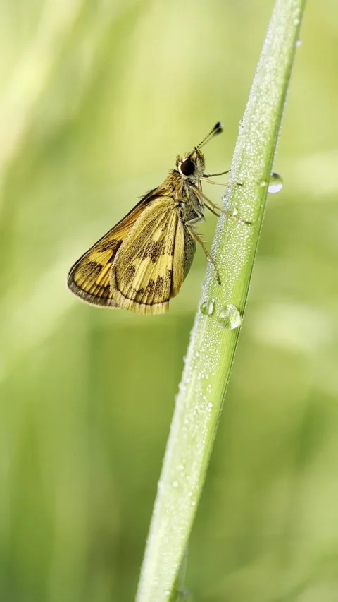 4K Macro Video of Green Grass-Dart Skipper Butterfly Resting on Dewy Grass Video stock 303808912