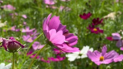 4K macro video of a honey bee collecting nectar from vibrant pink cosmos flowers Stock Footage 337517338