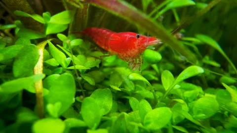4K Macro Video of Red Cherry Shrimp Grazing in Planted Aquarium. Aquarium Loop Stock Footage 314192869