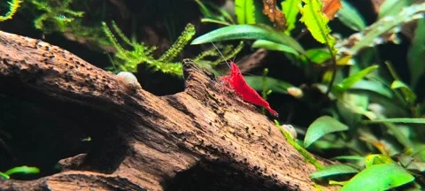 4K Macro Video of Red Cherry Shrimp Grazing on Moss-Covered Driftwood Stock Footage 316486573