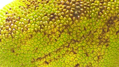 4K Macro video of a Ripening Jackfruit Skin, Revealing Its Spiky Texture. Stock Footage 316382580