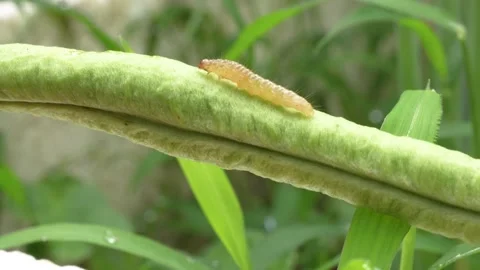 4K Macro Video of a Small Yellow Caterpillar Crawling on a Fuzzy Plant Stem. Stock Footage 316904260