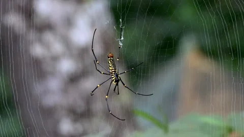 4K macro video of vibrant forest spider creating delicate web Stock Footage 316548195